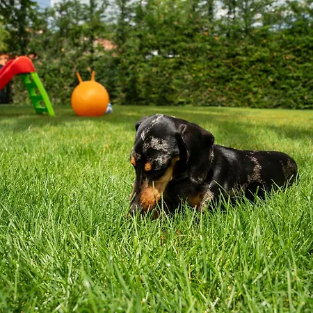 Apartment Zsofi Vendeghaz Szekszárd