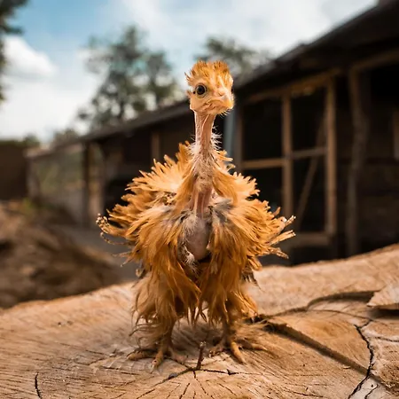 Zsofi Vendeghaz Apartment *