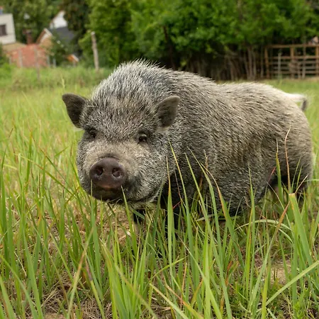 Apartment Zsofi Vendeghaz