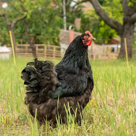 Zsofi Vendeghaz Apartment Szekszárd